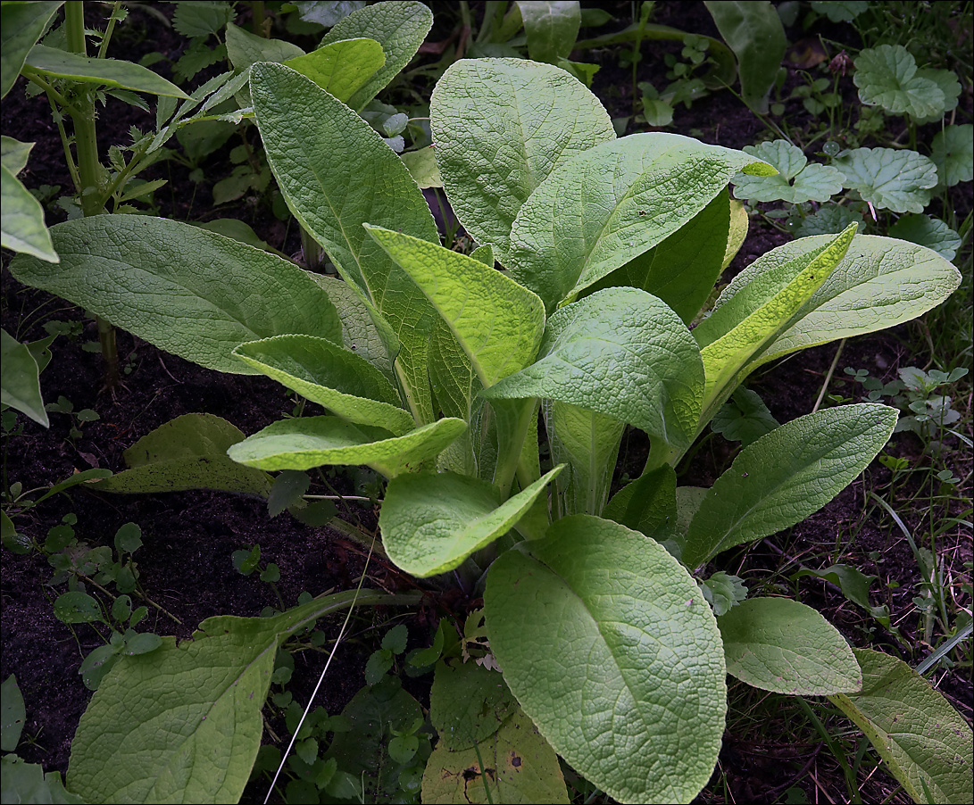 Image of Digitalis purpurea specimen.