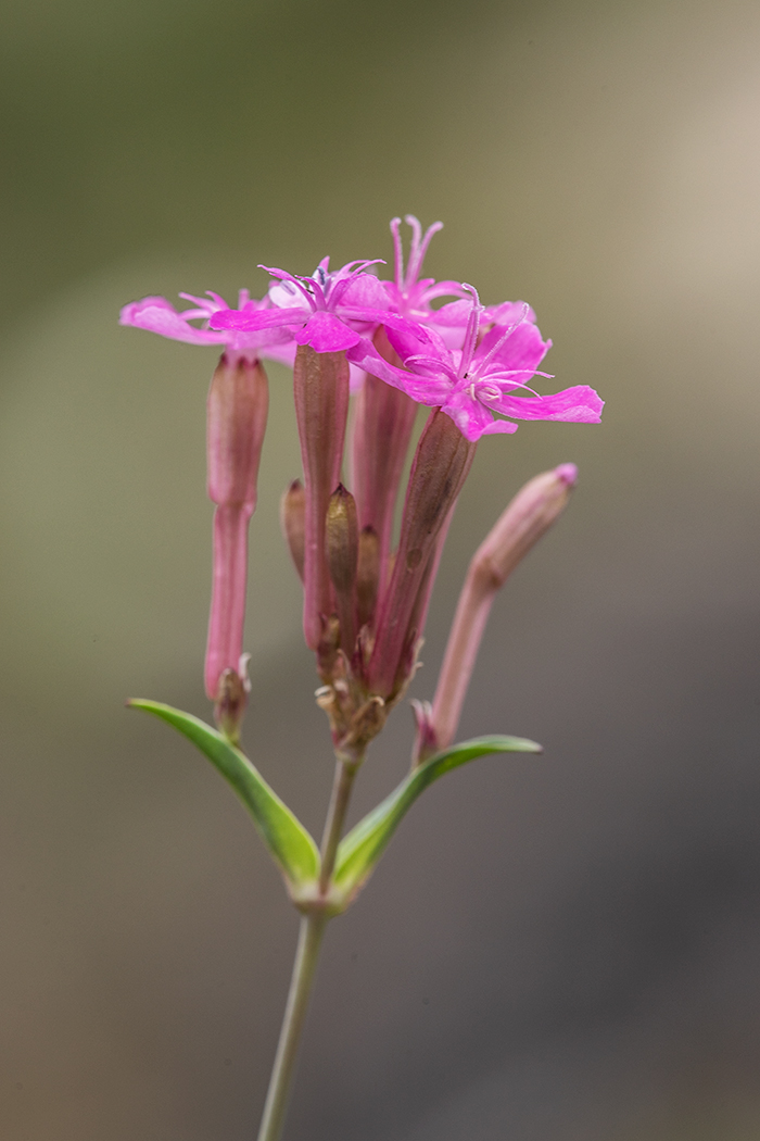 Изображение особи Silene compacta.