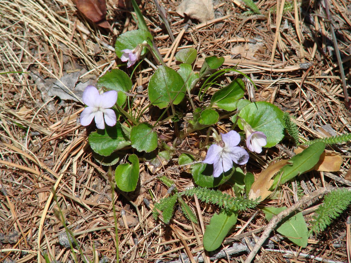 Изображение особи Viola rupestris.