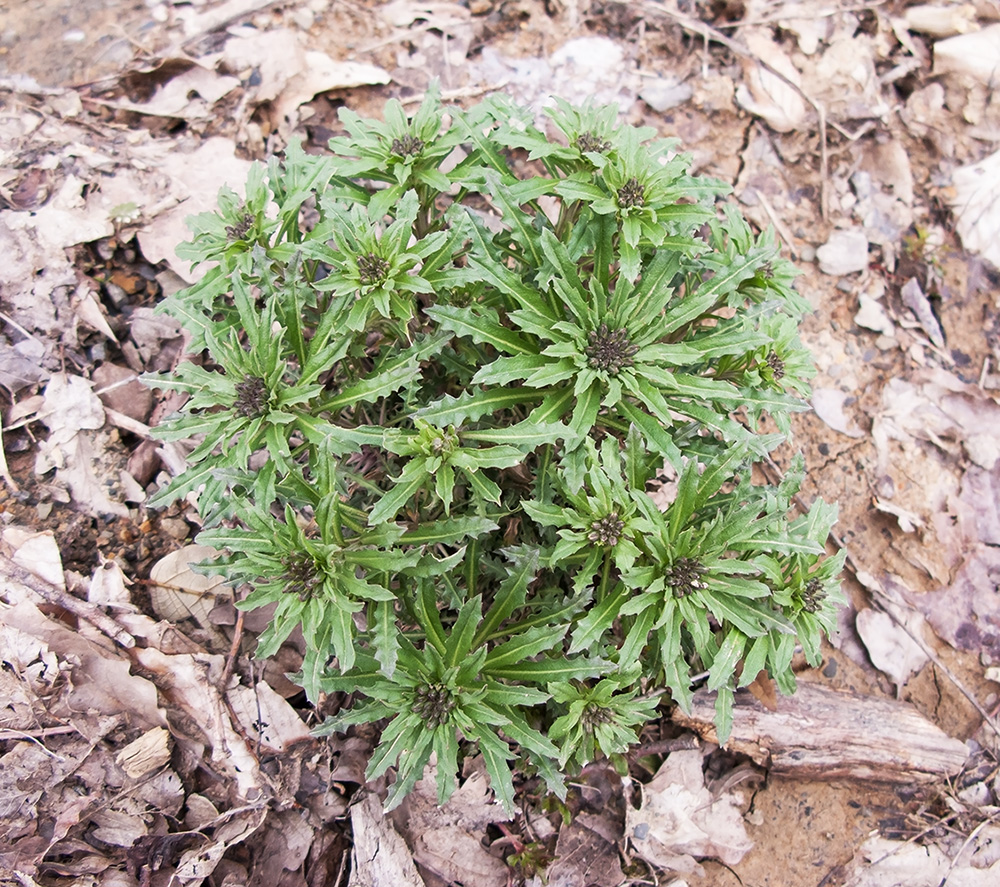 Image of Erysimum callicarpum specimen.