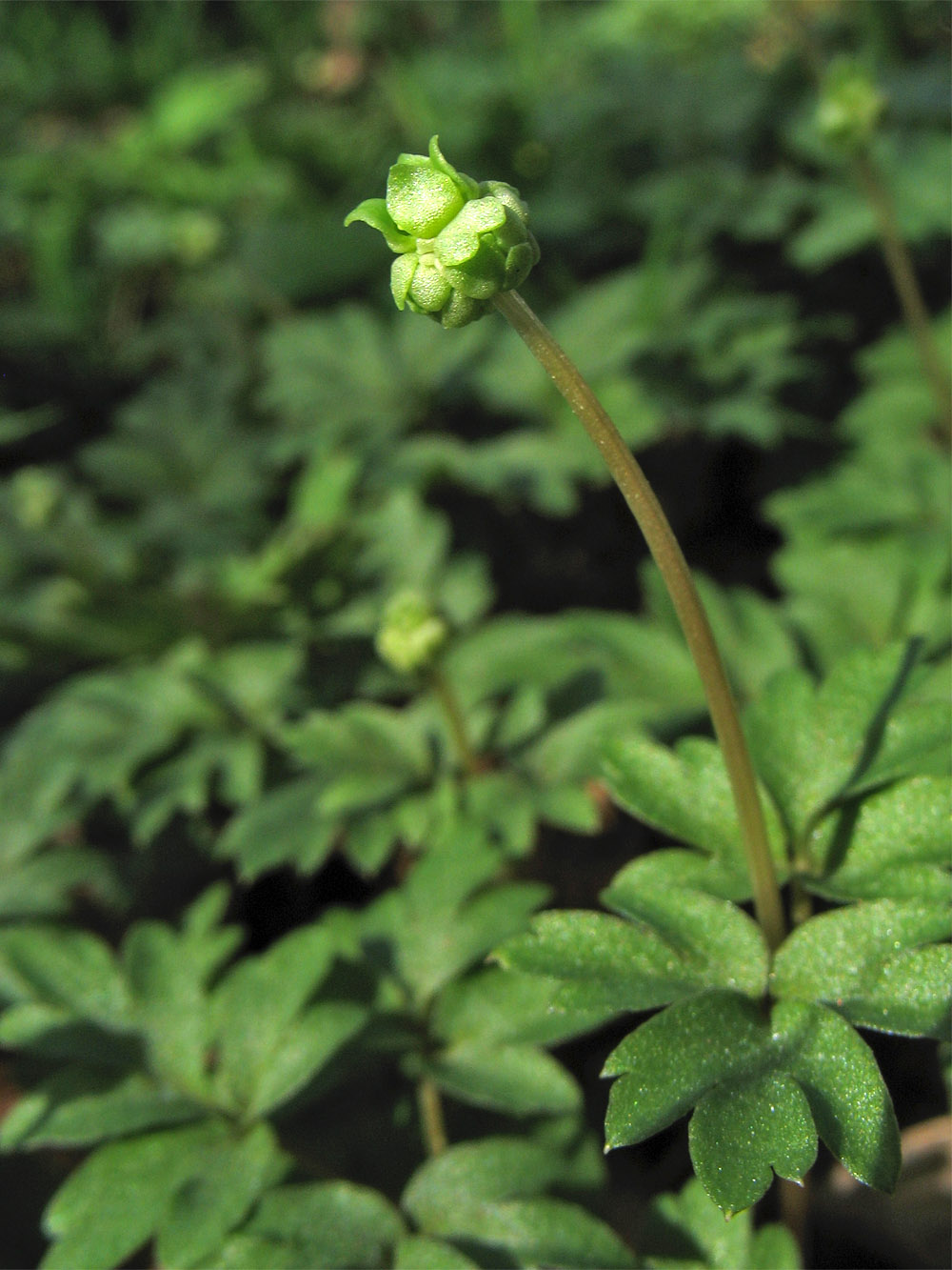 Image of Adoxa moschatellina specimen.