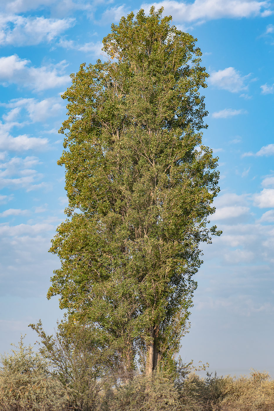 Image of Populus italica specimen.