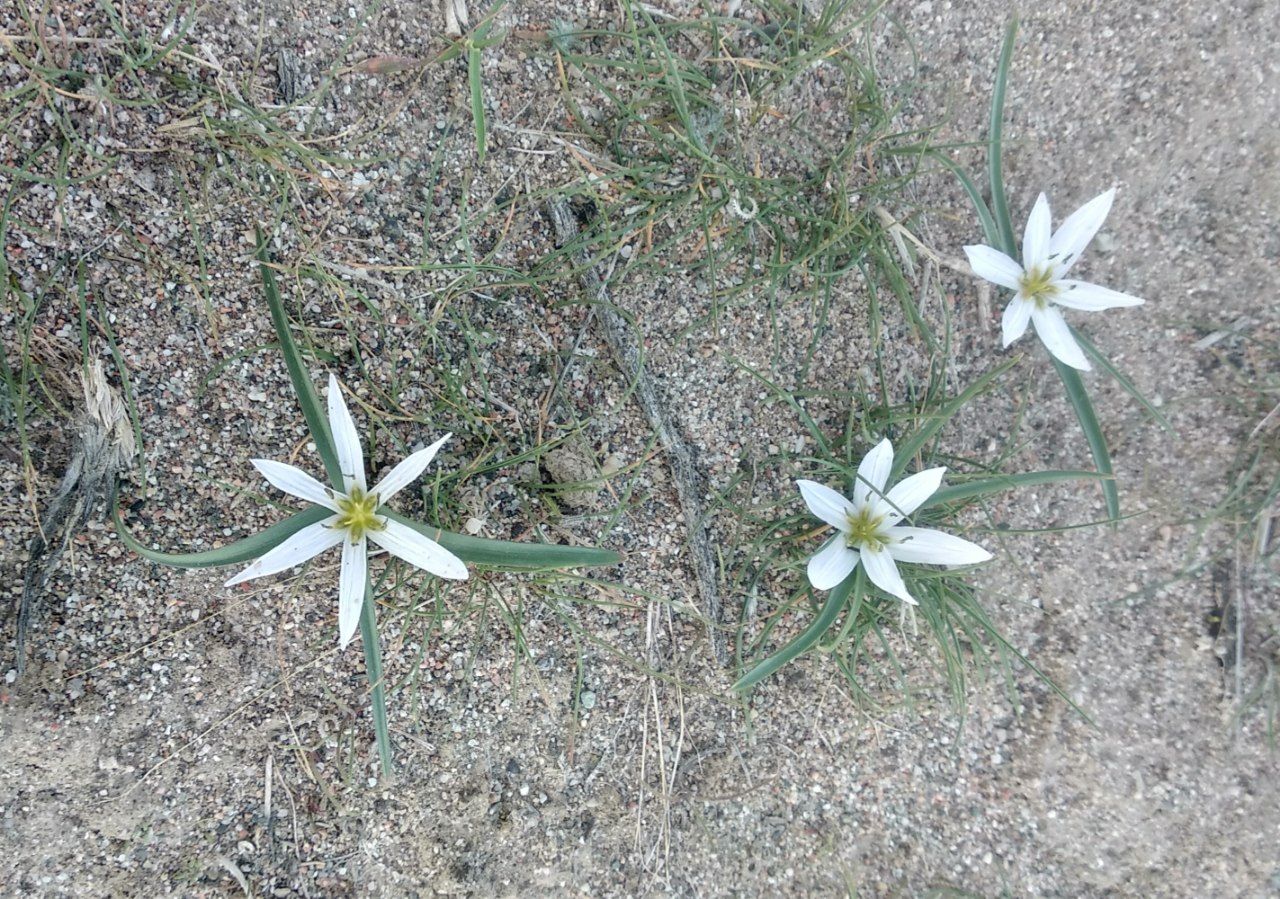 Image of Merendera robusta specimen.