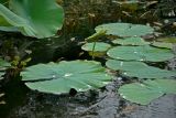 Nelumbo caspica