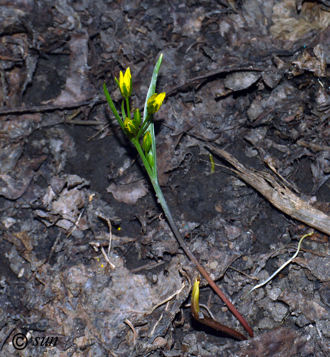 Image of Gagea pusilla specimen.