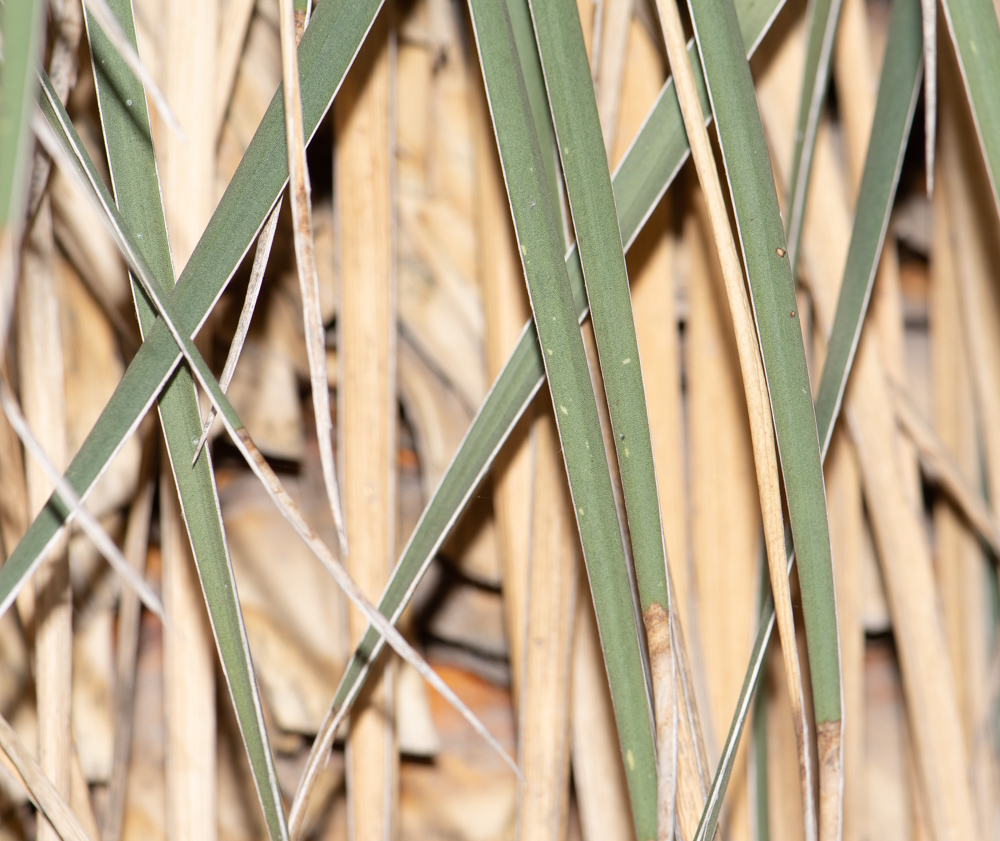 Image of Yucca elata specimen.