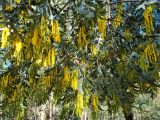 View full-size image Acacia cretata