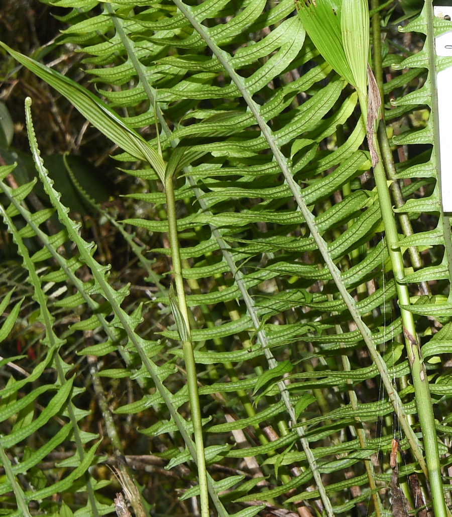 Image of Serpocaulon gilliesii specimen.