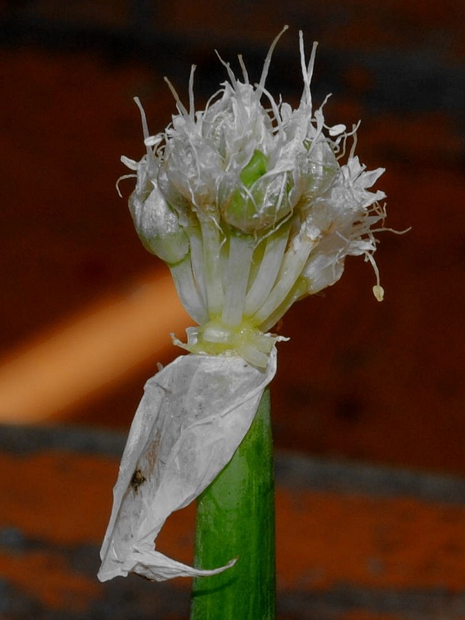 Image of Allium altaicum specimen.