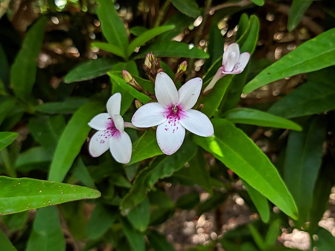 Image of genus Pseuderanthemum specimen.