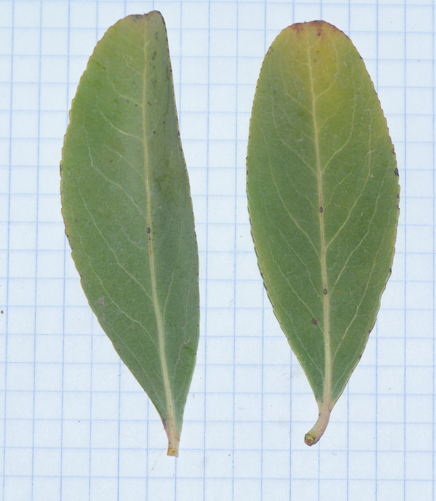 Image of Gymnosporia senegalensis specimen.