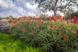 Aloe arborescens. Цветущие растения. Израиль, г. Тель-Авив, парк Ариэля Шарона, в культуре. 20.02.2022.
