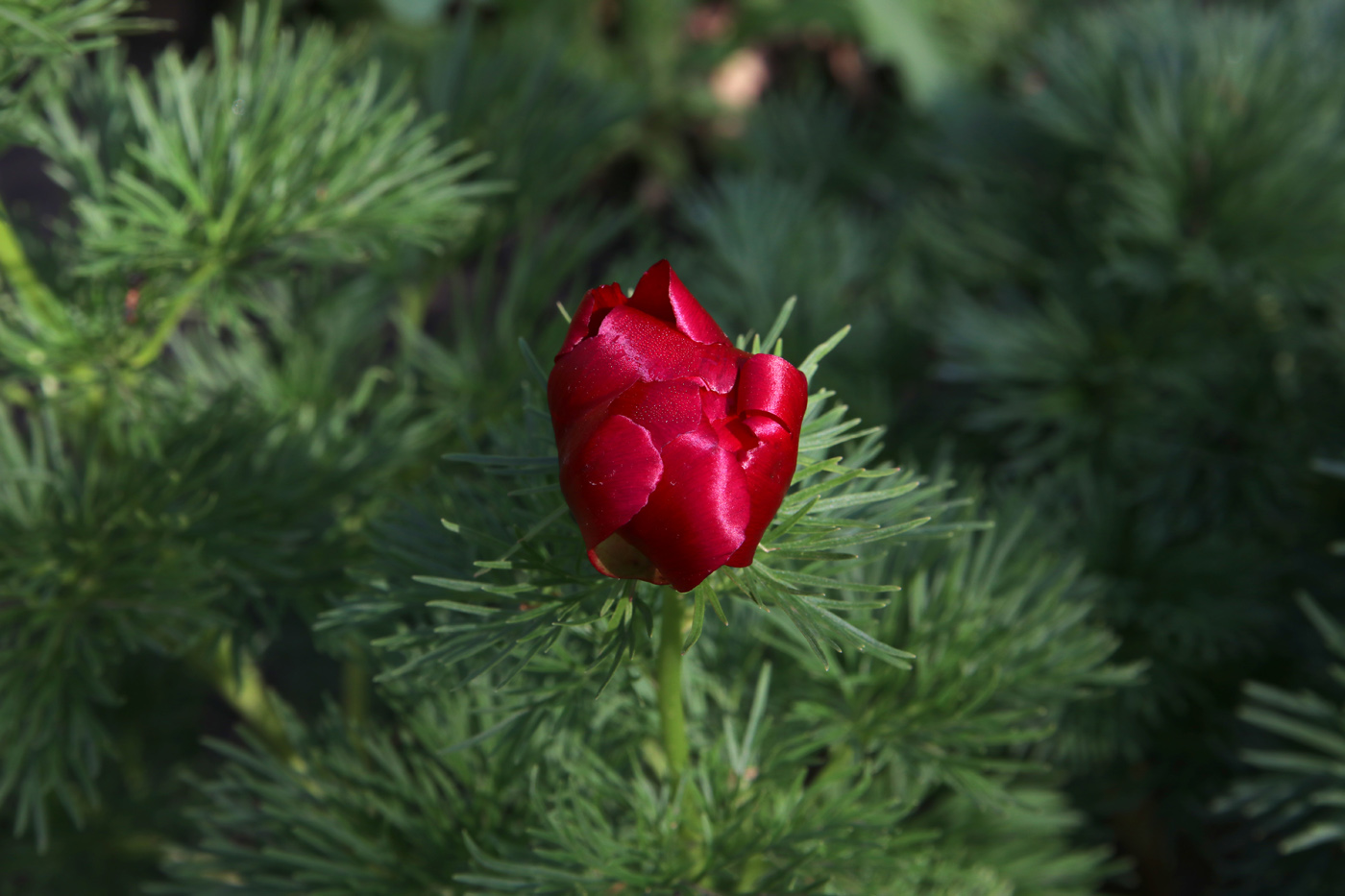 Изображение особи Paeonia tenuifolia.