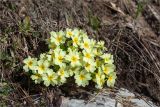 Primula vulgaris. Цветки. Абхазия, Гагрский р-н, гора Мамдзышха, выс. 1720 м н.у.м., альпийский луг. 15.05.2021.