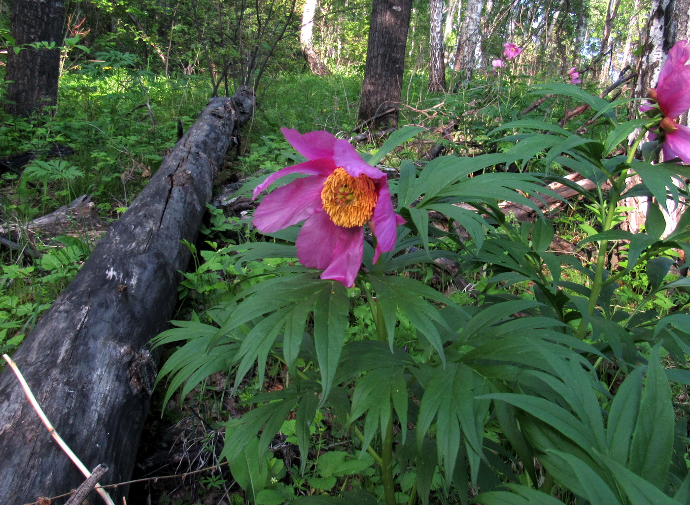 Image of Paeonia anomala specimen.