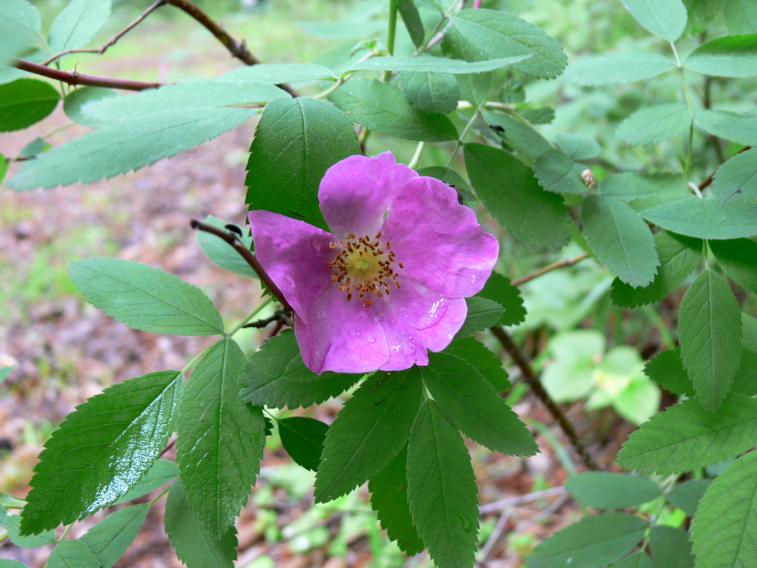 Image of Rosa cinnamomea specimen.