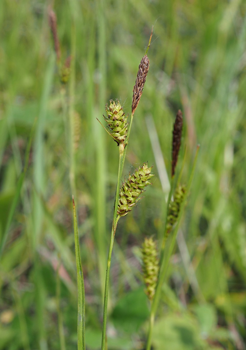 Image of Carex diluta specimen.