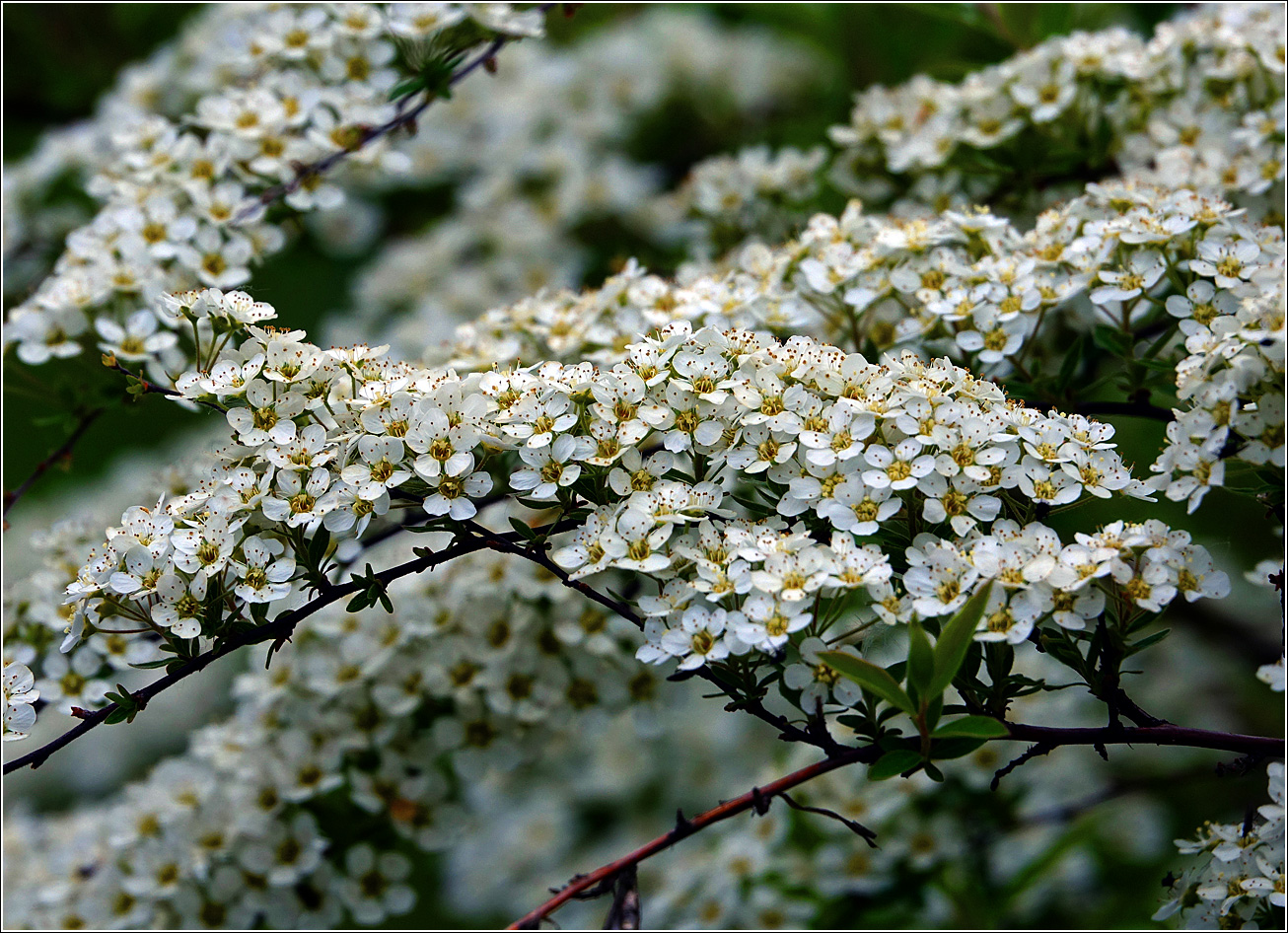 Image of Spiraea &times; cinerea specimen.