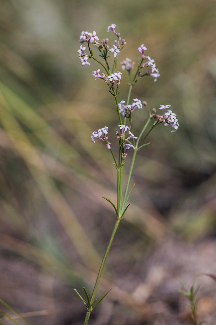 Image of Asperula graveolens specimen.