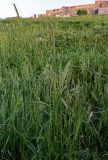 Hordeum bulbosum. Цветущие растения. Дагестан, г. Дербент, газон. 04.05.2022.