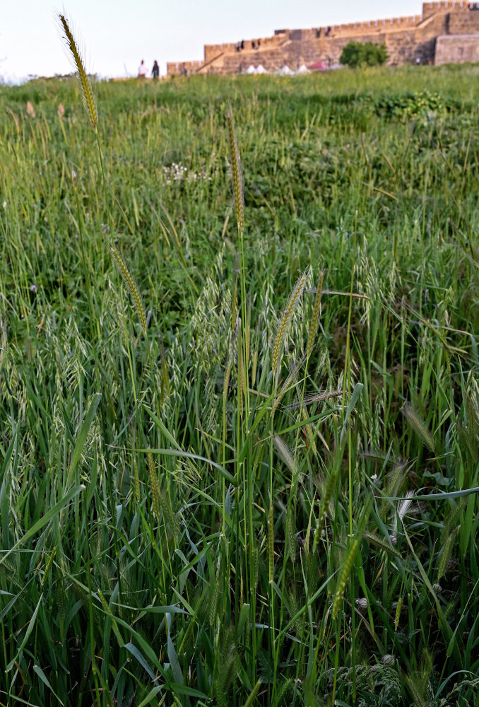 Image of Hordeum bulbosum specimen.