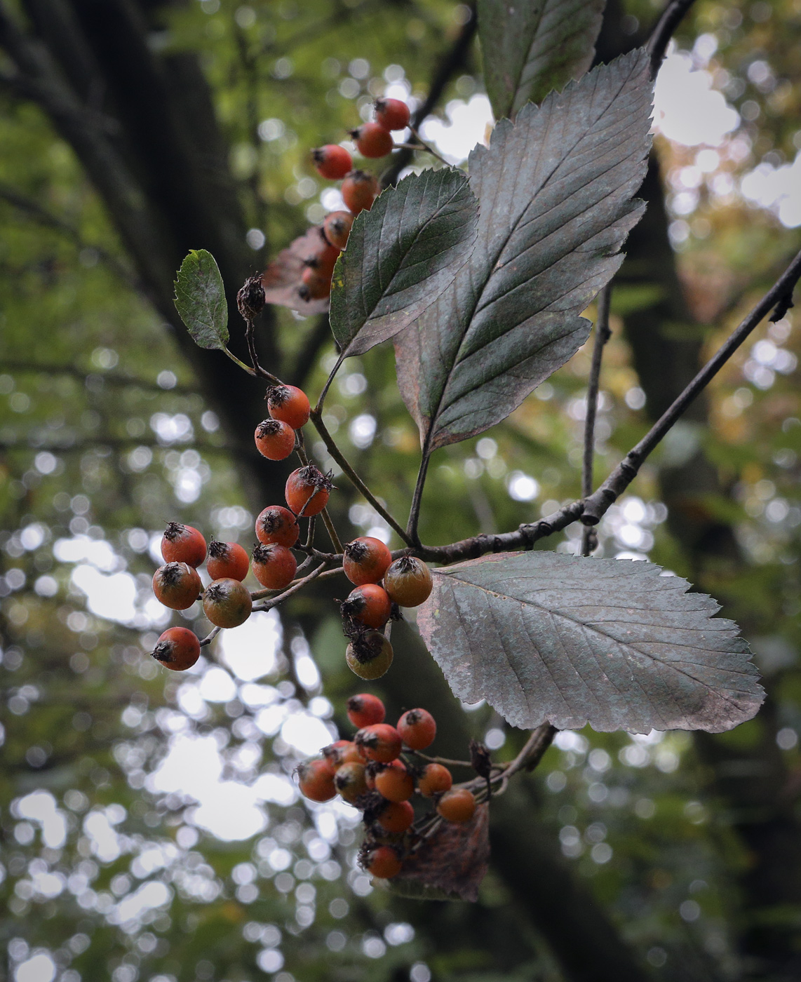 Изображение особи Sorbus hybrida.