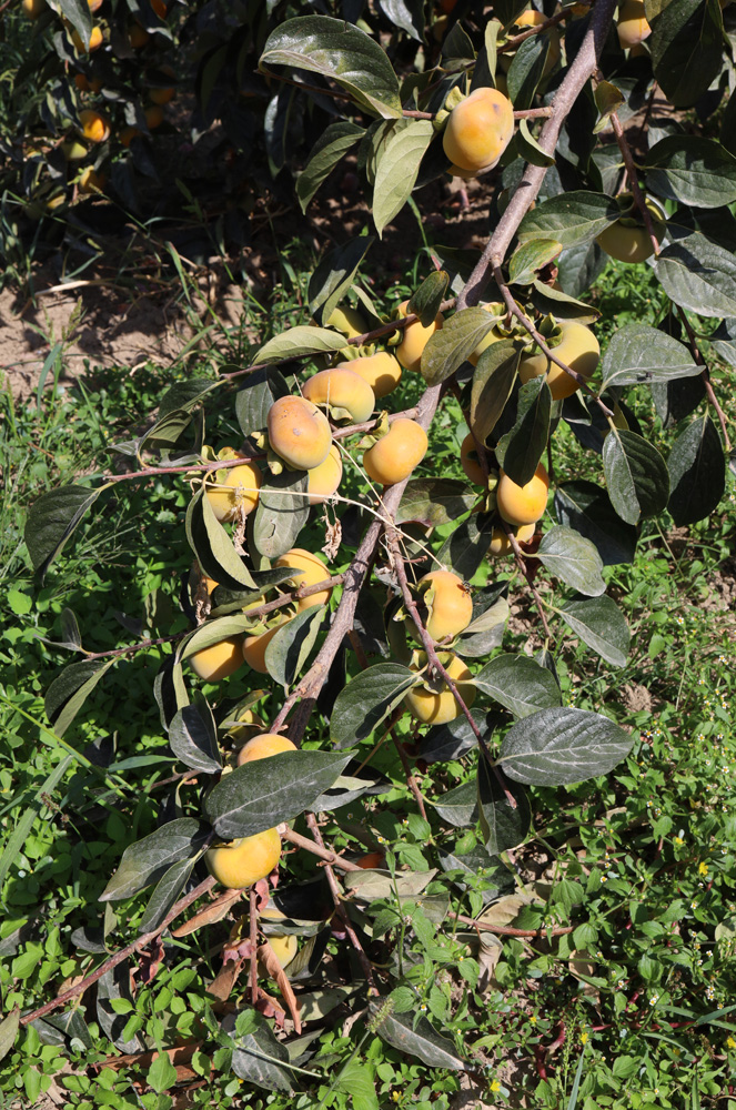 Image of Diospyros kaki specimen.