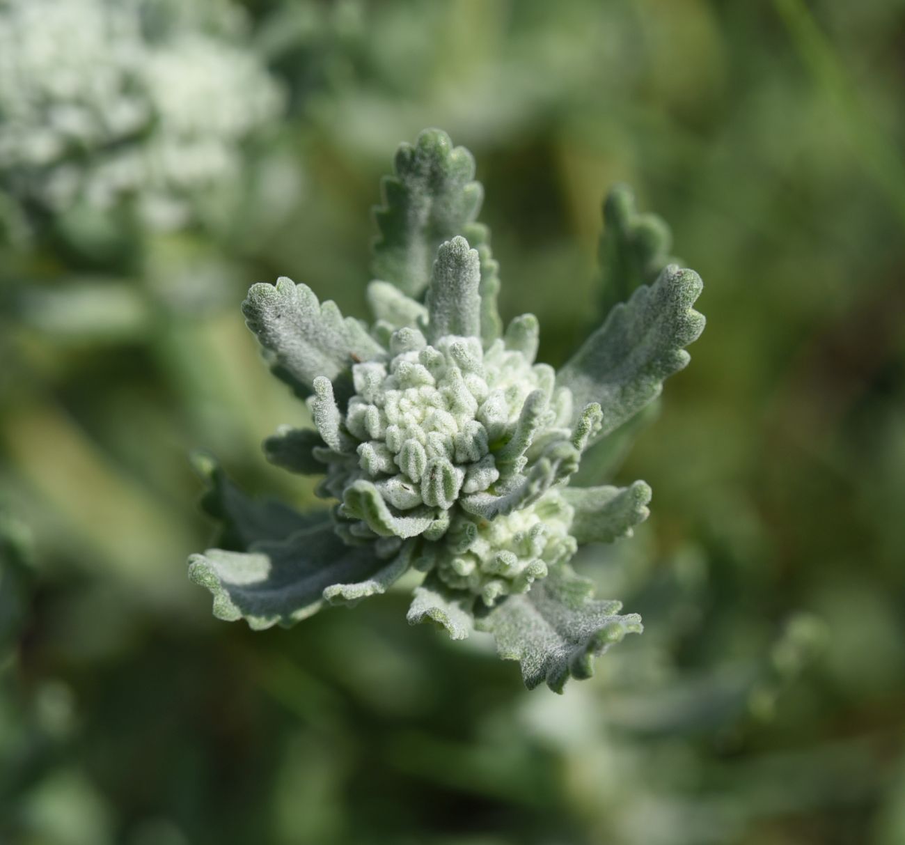 Image of Teucrium capitatum specimen.