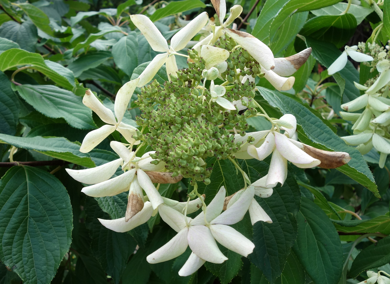 Image of genus Hydrangea specimen.