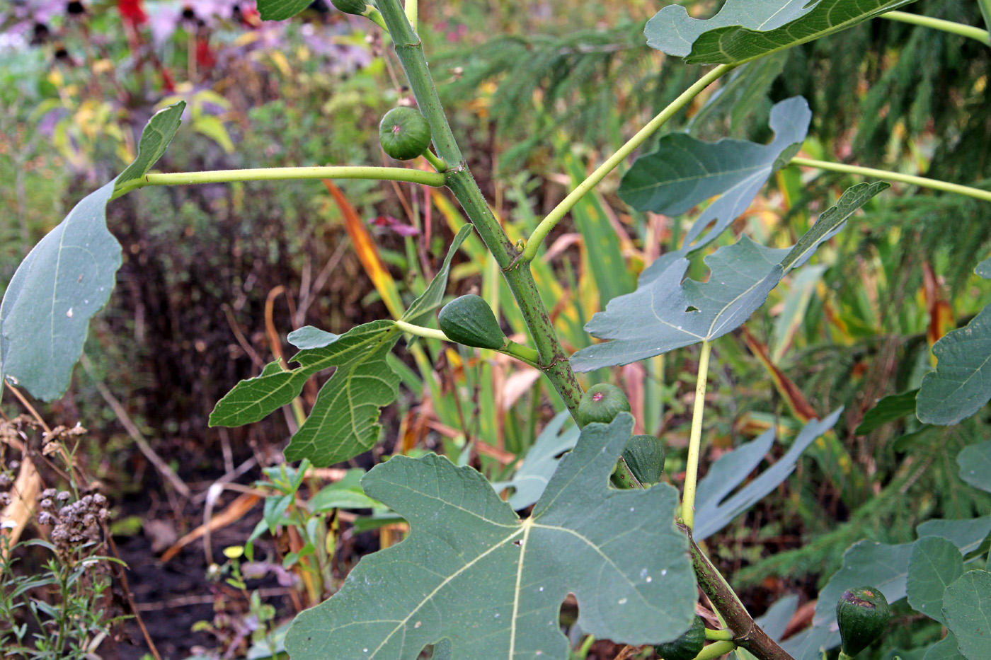 Изображение особи Ficus carica.