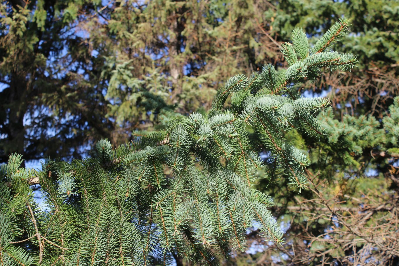 Image of Picea koraiensis specimen.