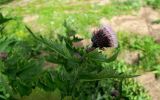 Cirsium kamtschaticum. Соцветие-корзинка и листья. Камчатский край, Елизовский р-н, Вилючинский перевал. 18.08.2022.