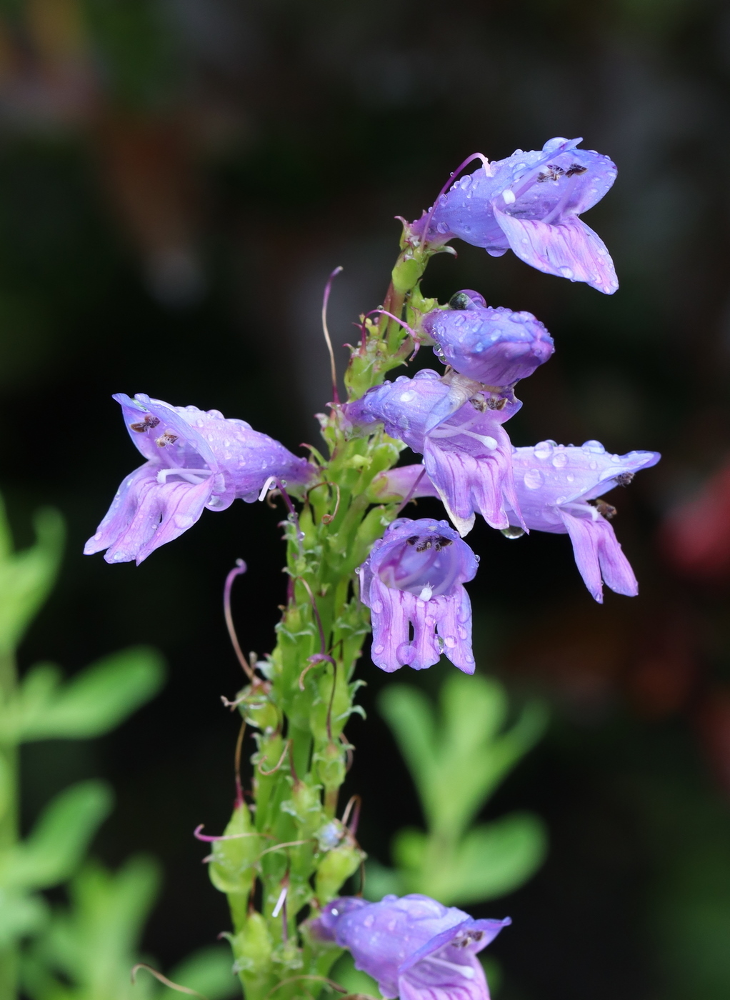 Image of Penstemon heterophyllus specimen.