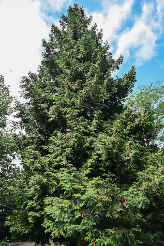 Изображение особи Thuja occidentalis.