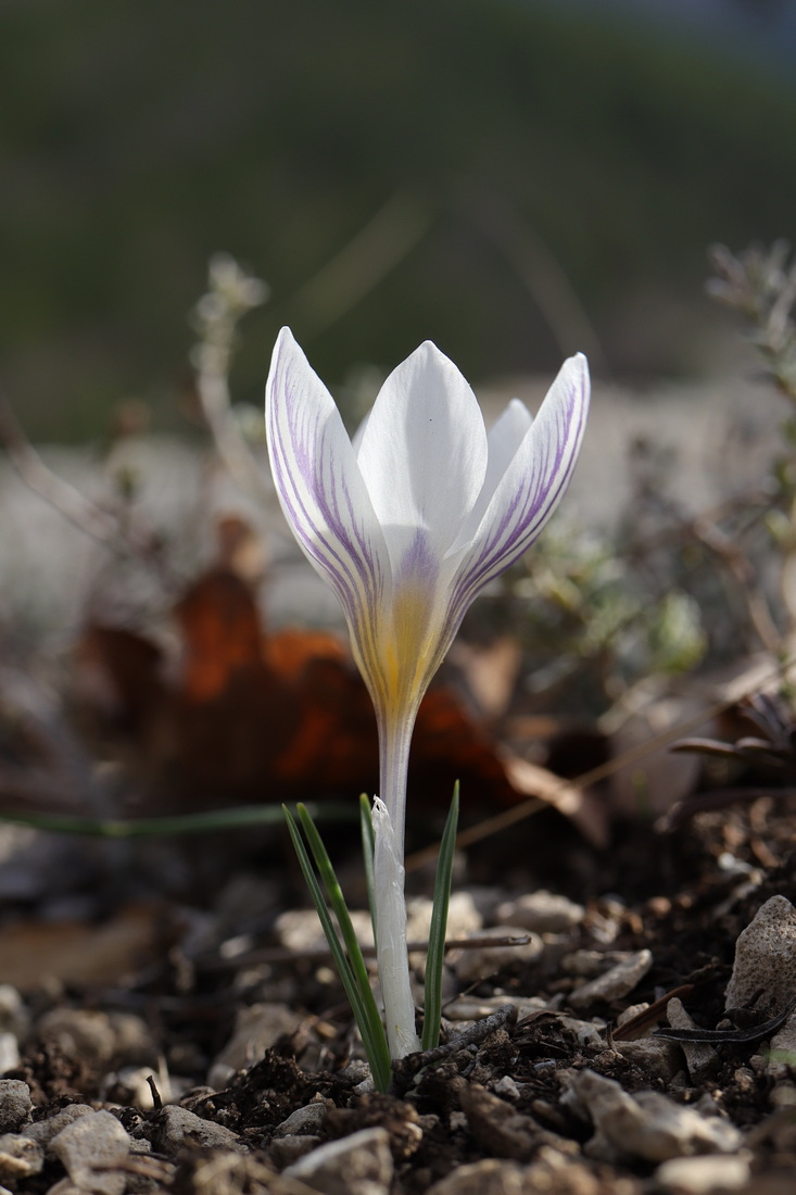 Изображение особи Crocus tauricus.