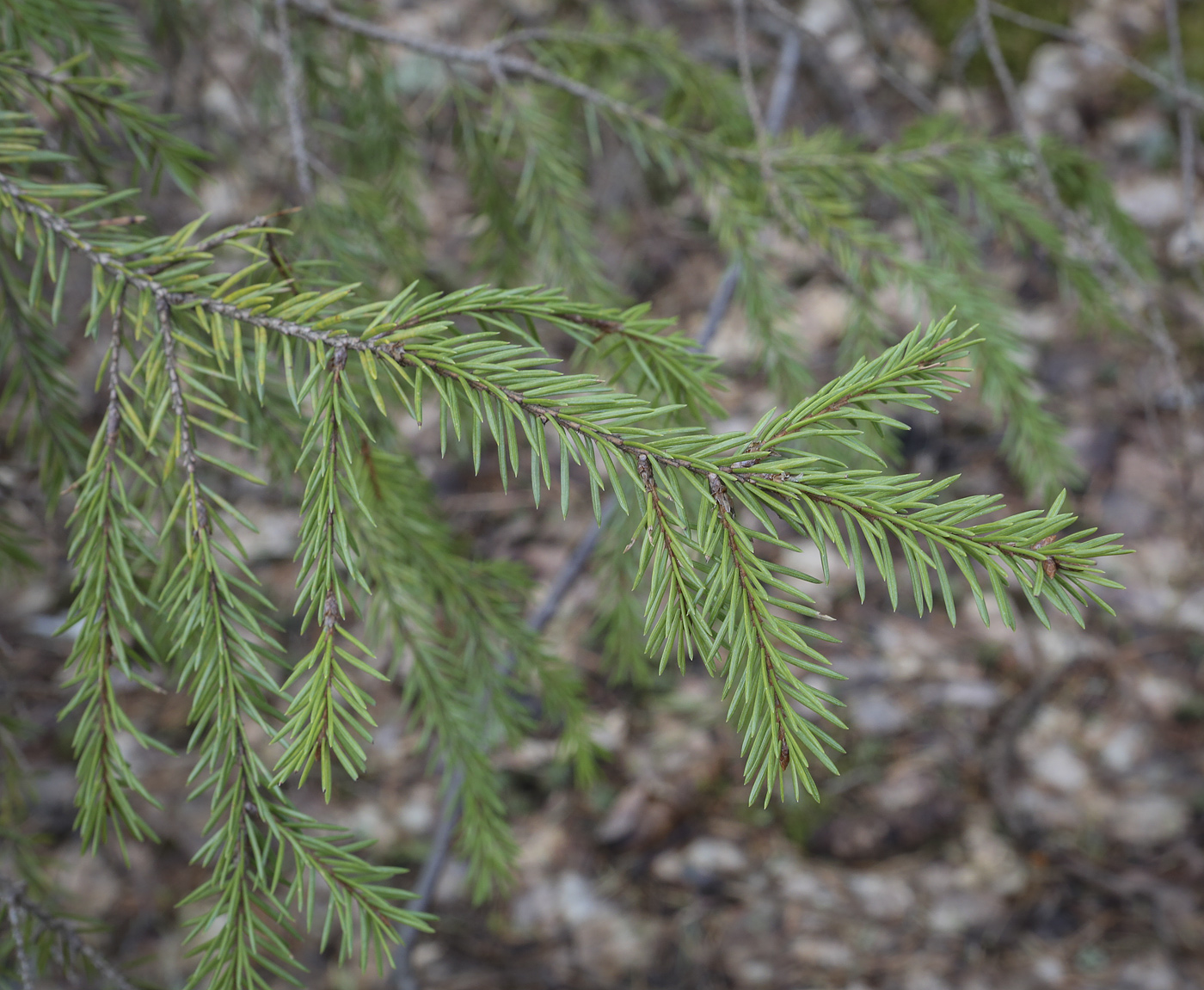 Image of Picea × fennica specimen.