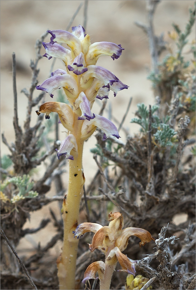 Изображение особи Orobanche cumana.