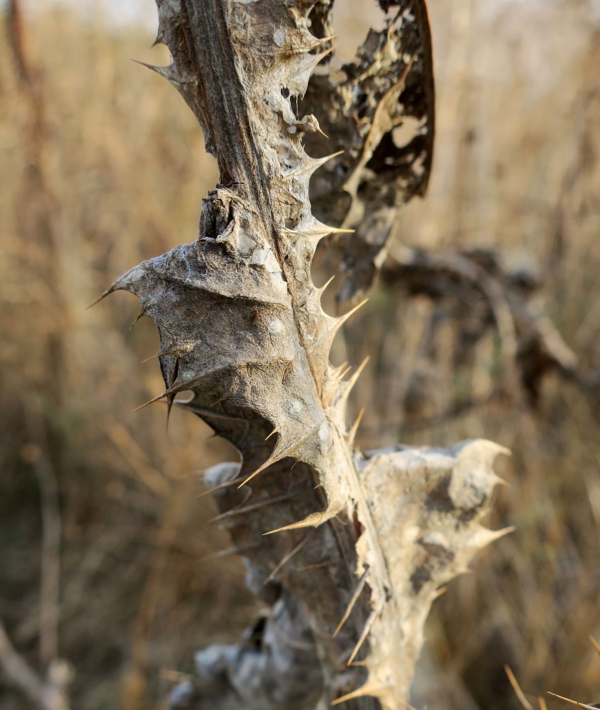 Image of genus Onopordum specimen.