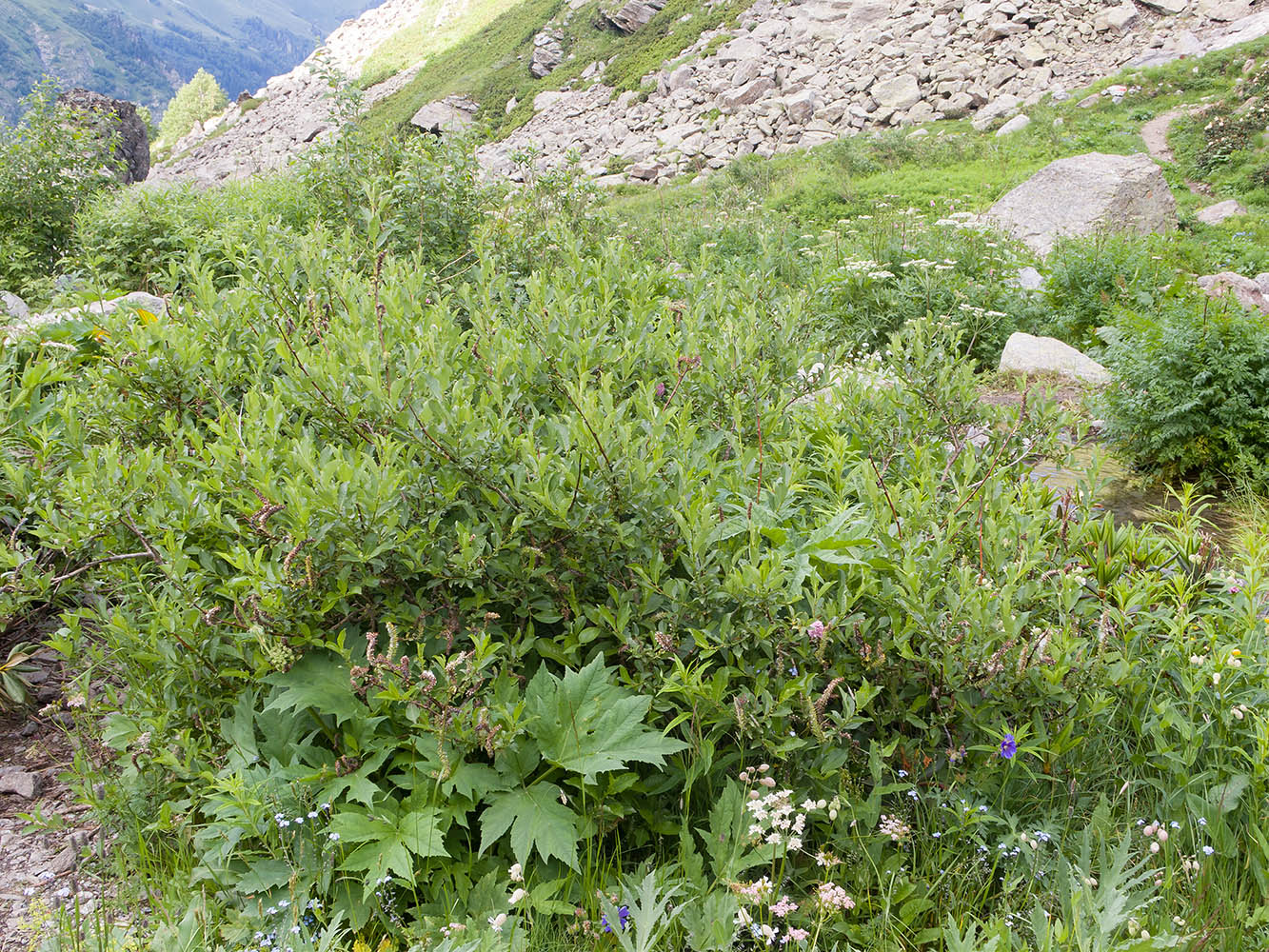 Image of genus Salix specimen.