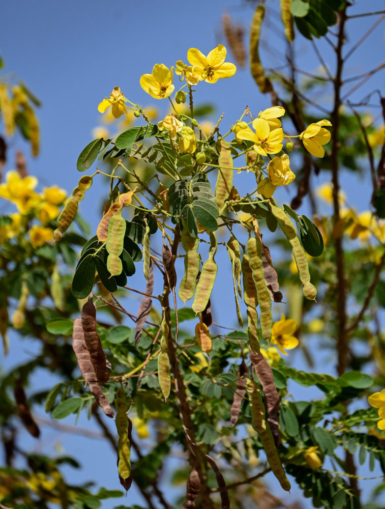 Image of Senna surattensis specimen.