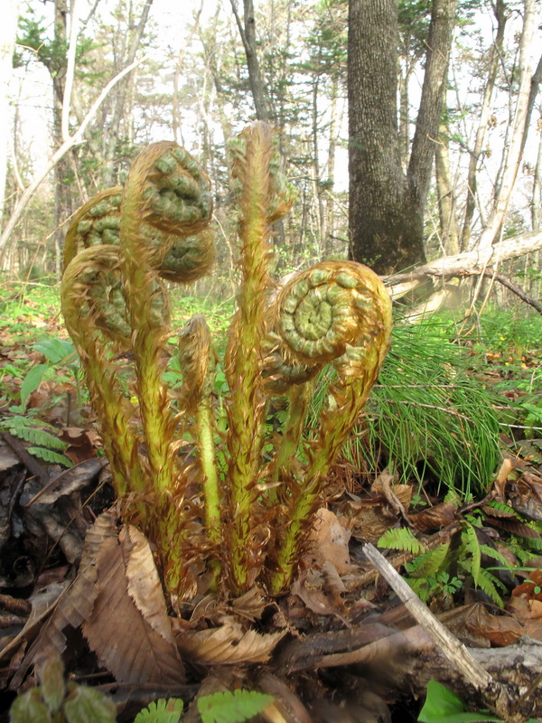 Image of Dryopteris crassirhizoma specimen.