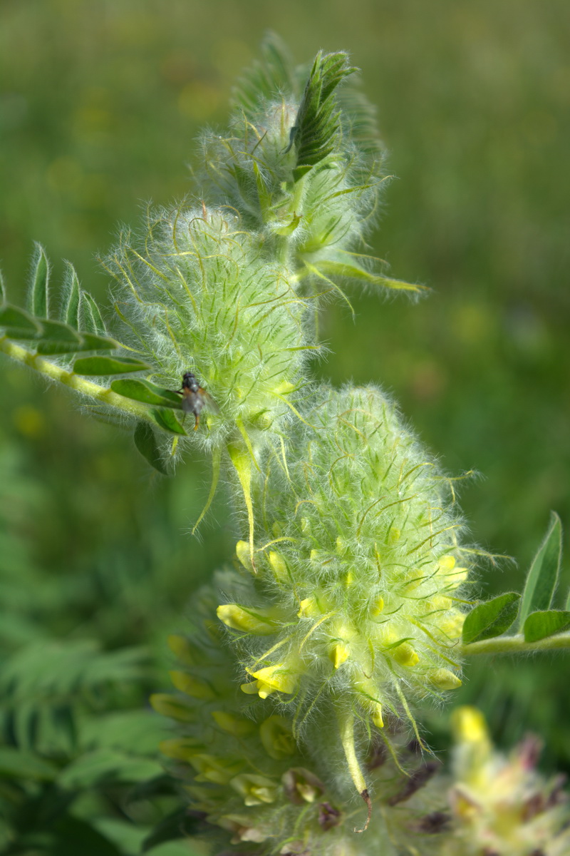 Image of Astragalus maximus specimen.