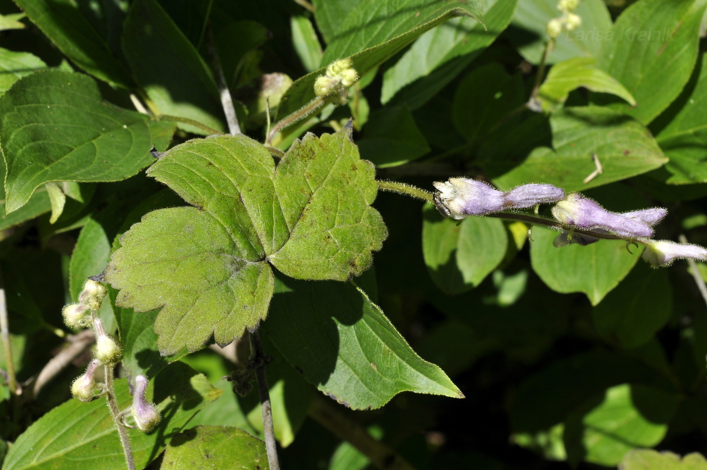 Image of Aconitum alboviolaceum specimen.