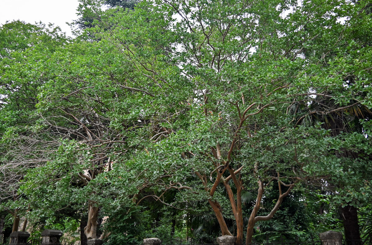 Image of Arbutus andrachne specimen.