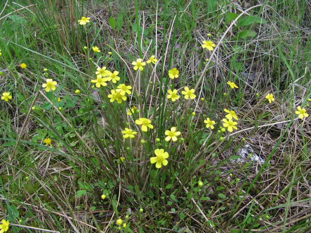 Image of Ranunculus flammula specimen.