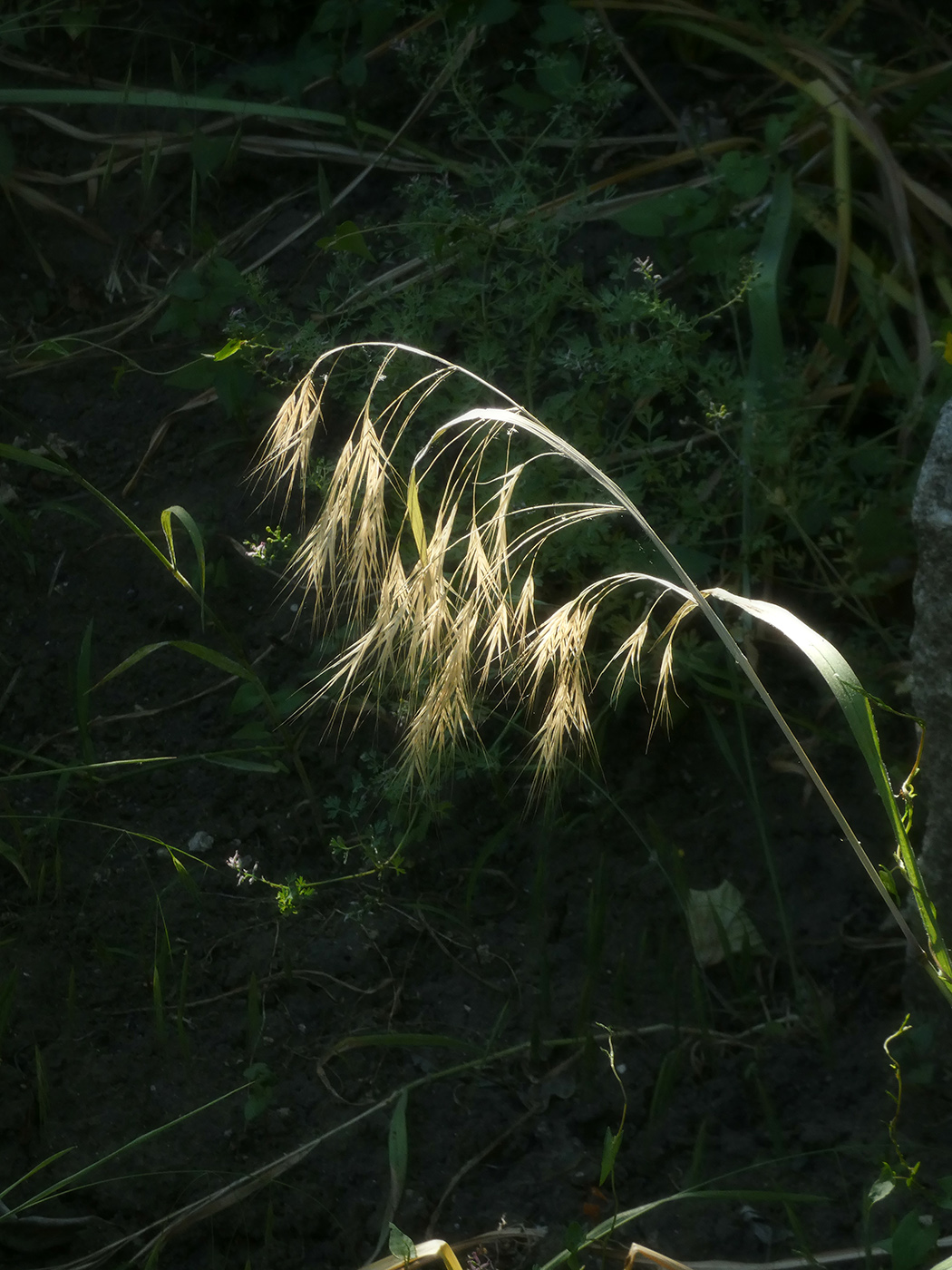 Изображение особи Anisantha tectorum.