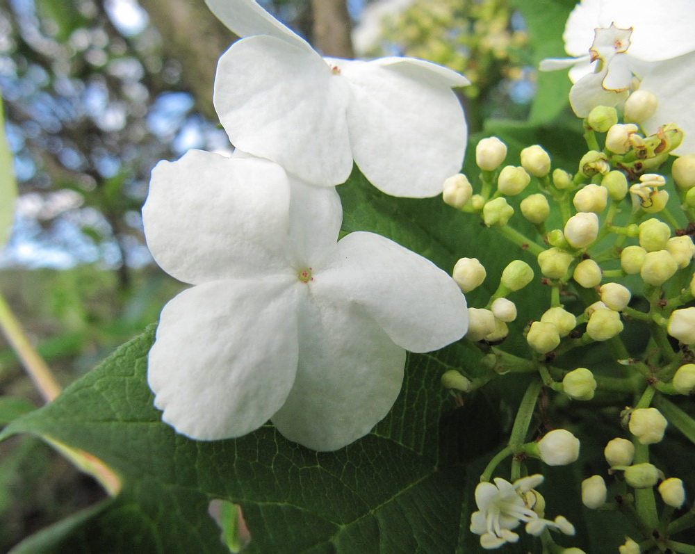 Изображение особи Viburnum opulus.