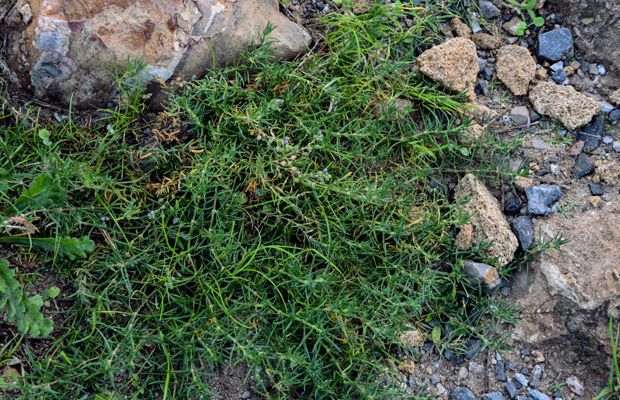 Image of Spergularia fimbriata specimen.