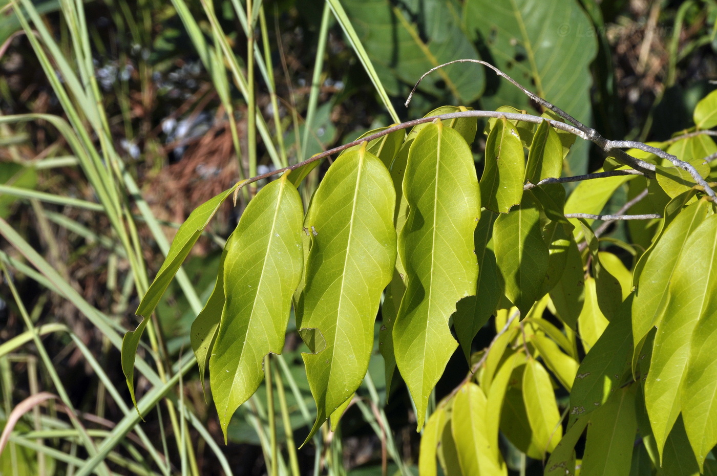 Image of class Magnoliopsida specimen.