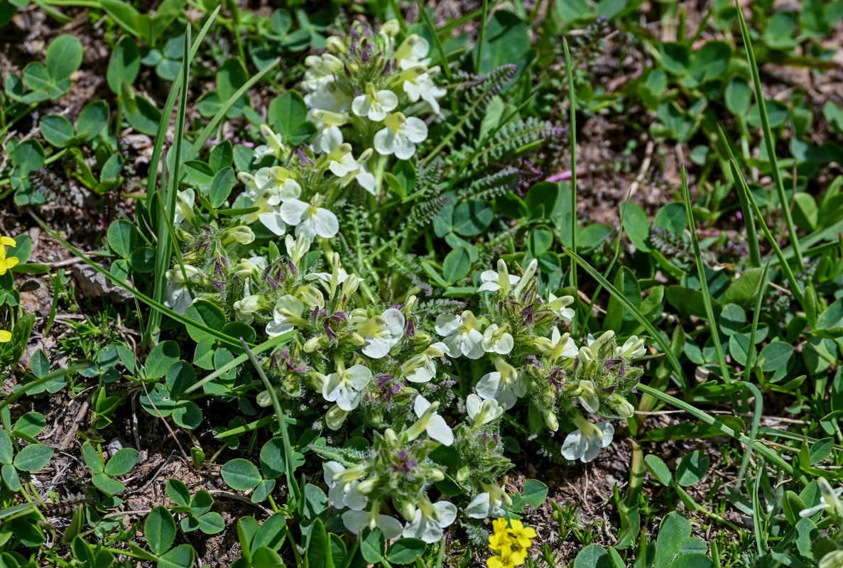 Image of Pedicularis armena specimen.